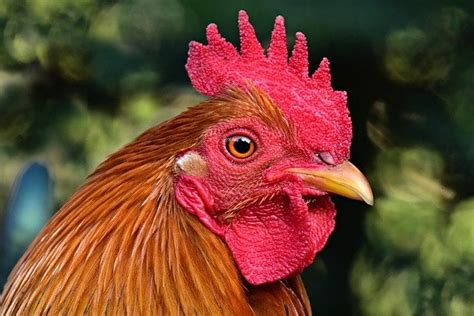  The Rooster of the Gold Comb! A Tale of Greed, Deceit, and Unexpected Consequences